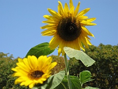 Tournesol 3